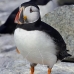 puffin_atlantic_msi_v_1009_can0623.jpg